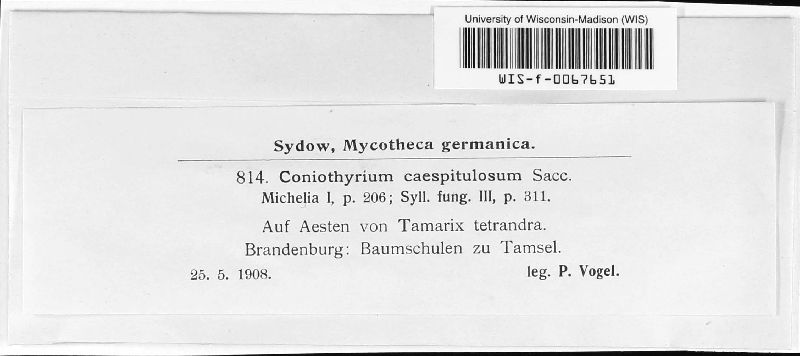 Coniothyrium caespitulosum image