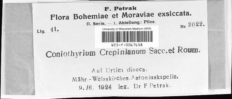 Coniothyrium crepinianum image