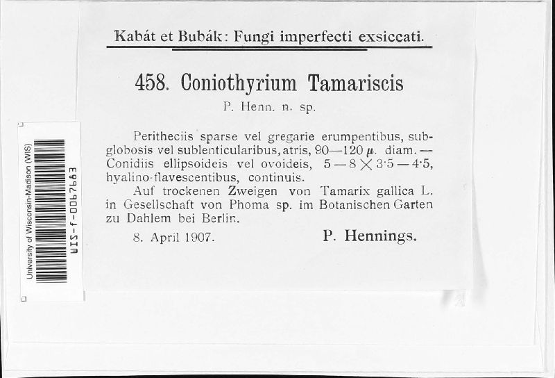 Coniothyrium tamaricis image