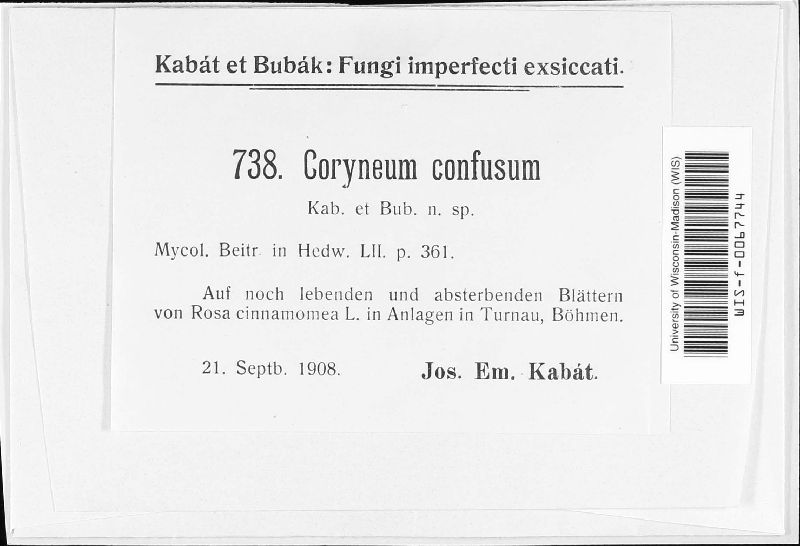 Coryneum confusum image
