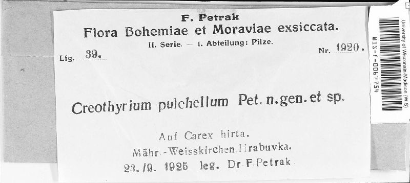 Creothyrium pulchellum image