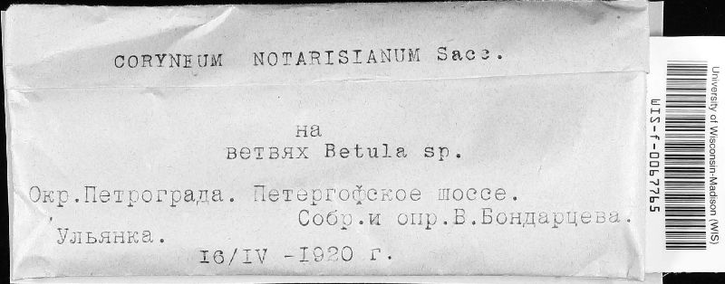 Coryneum notarisianum image