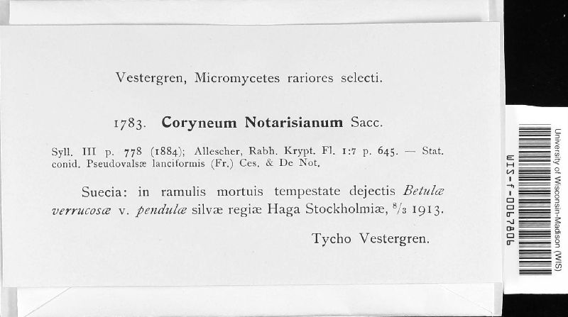 Coryneum image