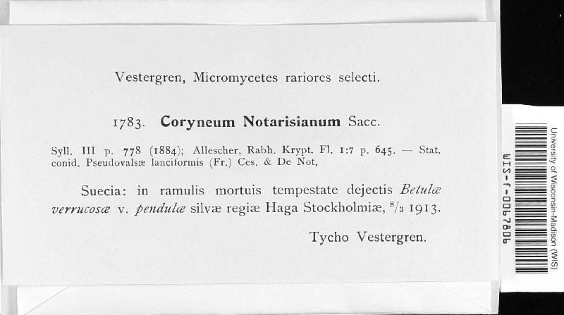 Coryneum notarisianum image