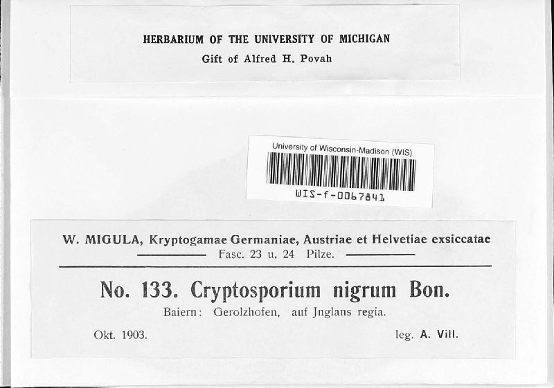 Cryptosporium nigrum image