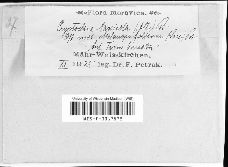 Cryptocline taxicola image