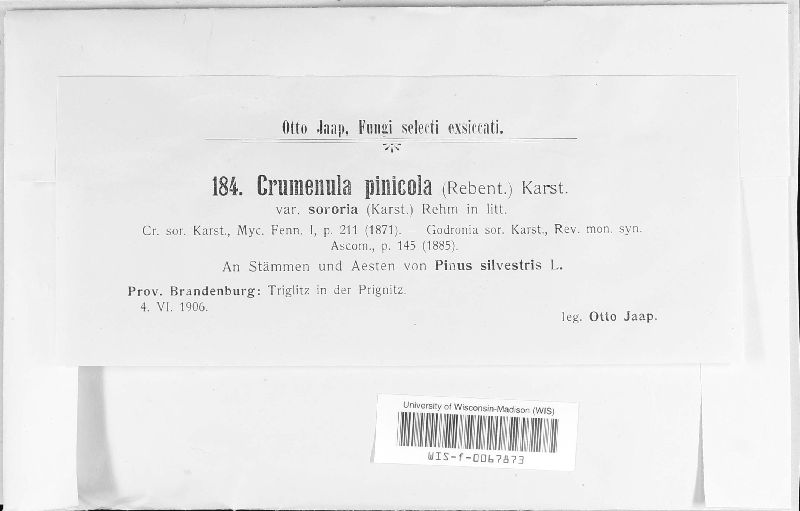 Crumenulopsis pinicola image