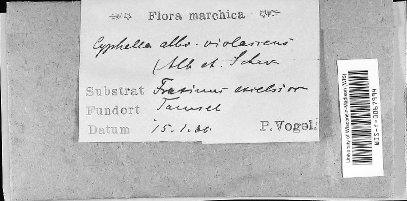 Lachnella alboviolascens image