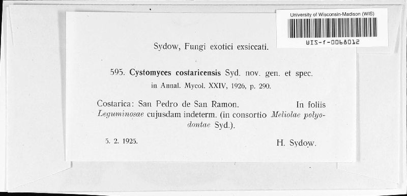 Cystomyces costaricensis image