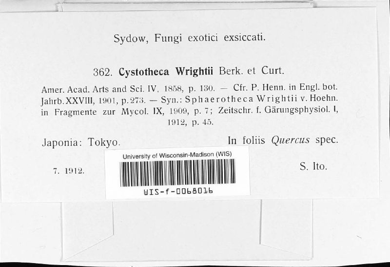 Cystotheca wrightii image