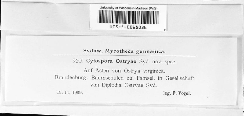 Cytospora ostryae image