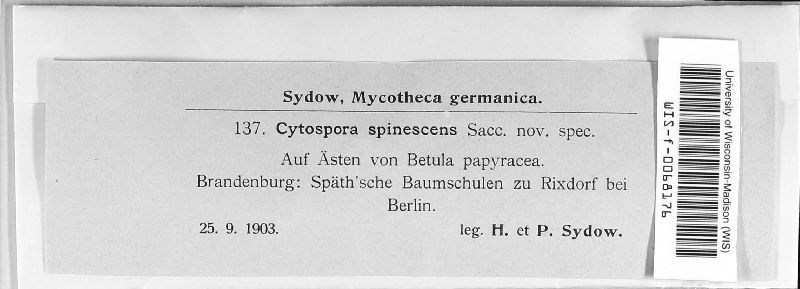 Cytospora spinescens image