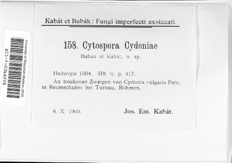 Cytospora cydoniae image
