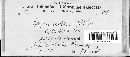 Cytospora ambiens f. betuligena image