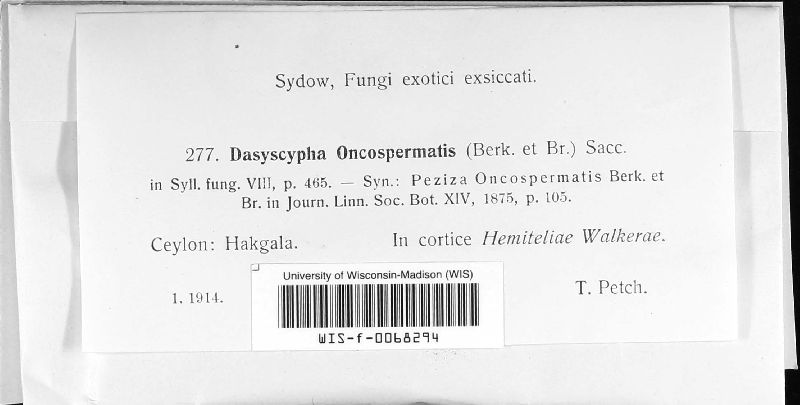 Dasyscypha oncospermatis image