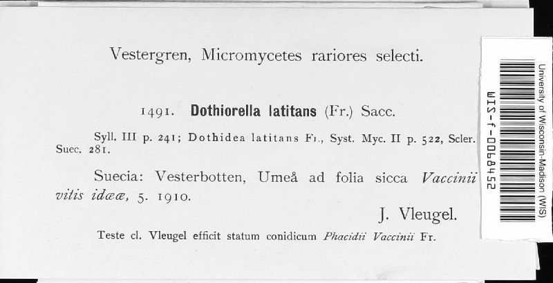 Dothiorella latitans image