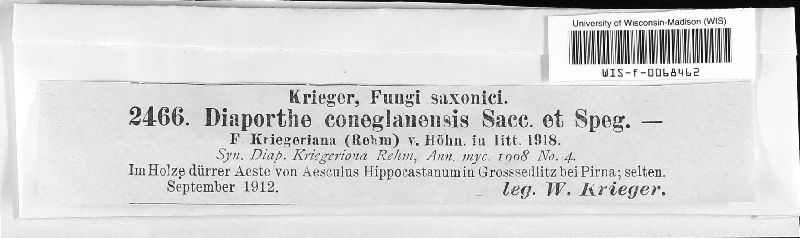 Diaporthe coneglanensis image