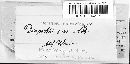 Diaporthe eres image