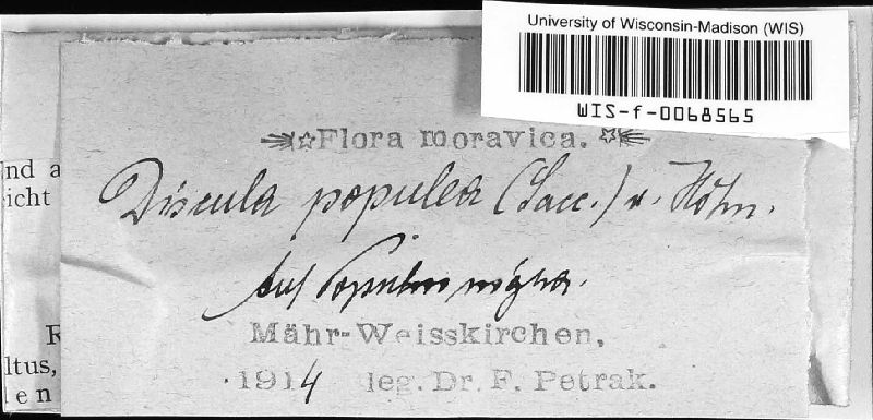 Cryptodiaporthe populea image