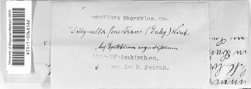 Fenestella fenestrata image