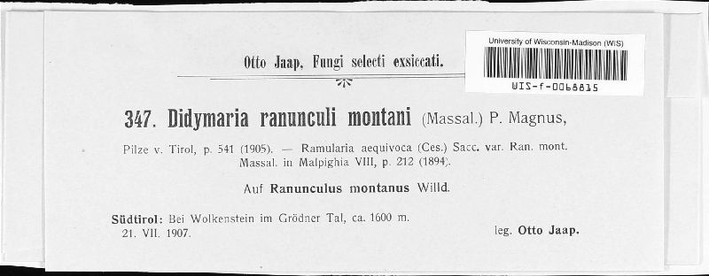 Ramularia ranunculi-montani image