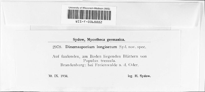 Dinemasporium longisetum image