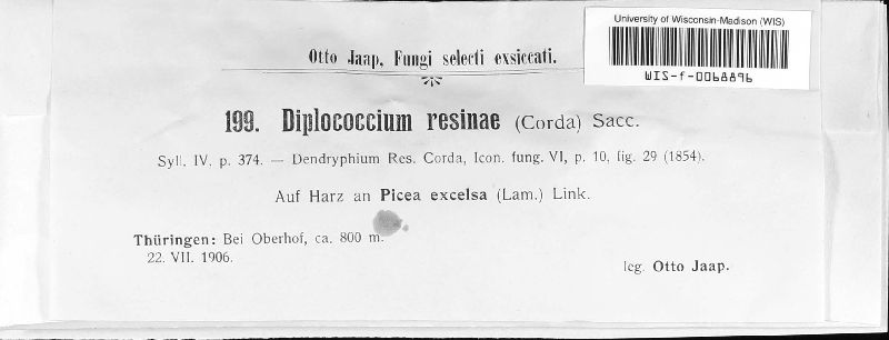 Diplococcium image