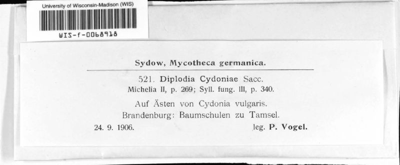 Diplodia cydoniae image