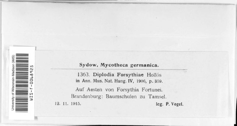 Diplodia forsythiae image