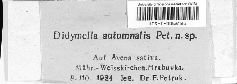 Didymella autumnalis image