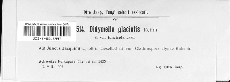 Didymella glacialis image