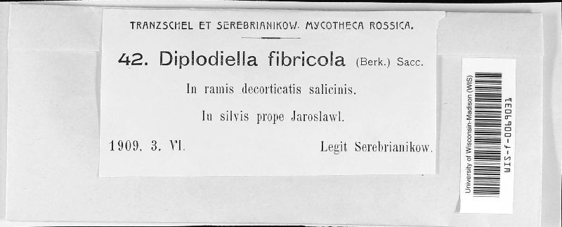 Diplodiella fibricola image