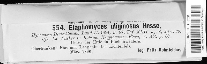 Elaphomyces uliginosus image