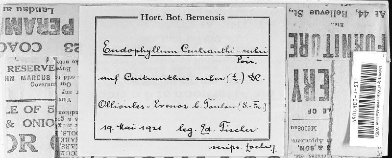 Endophyllum centranthi-rubri image