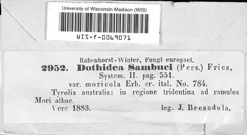 Dothidea sambuci var. moricola image