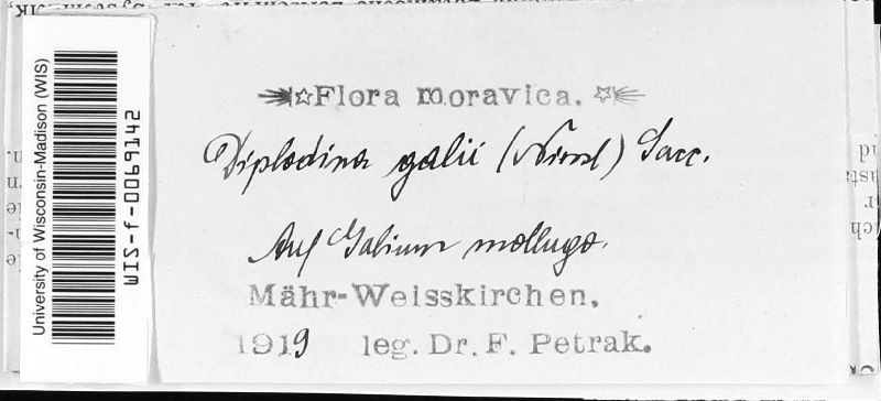 Diplodina galii image