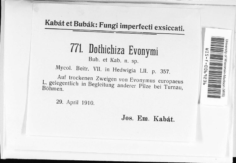 Dothichiza foveolaris image