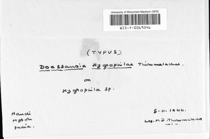 Heterodoassansia hygrophilae image