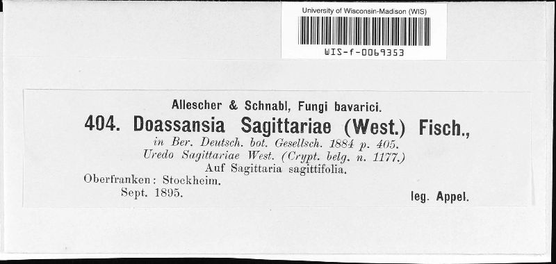 Doassansia sagittariae image