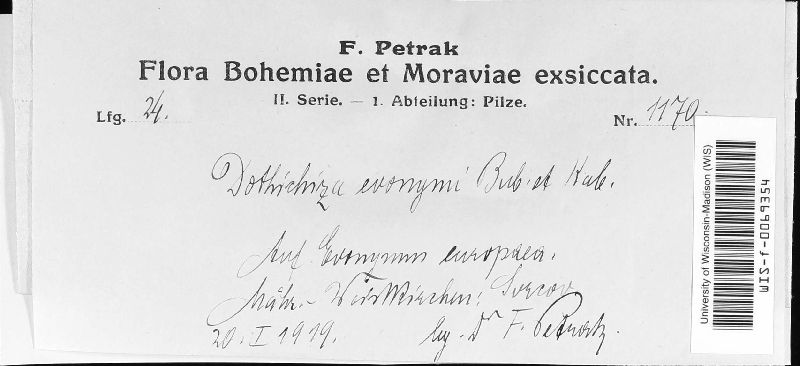 Dothichiza foveolaris image