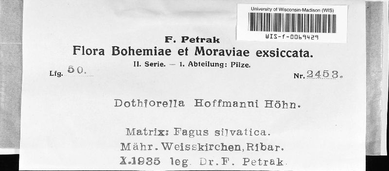 Dothiorella hoffmanni image