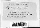 Mollisia ligni image