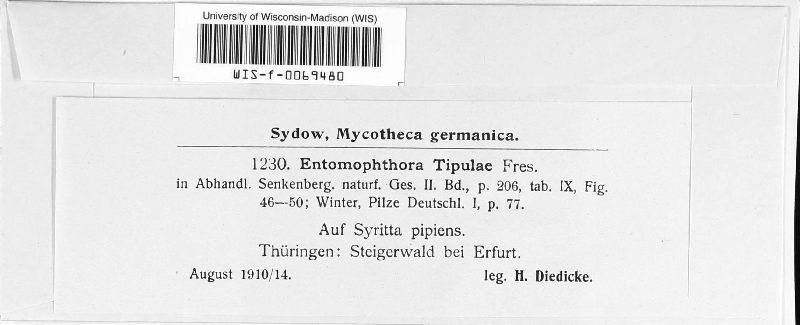 Entomophaga tipulae image