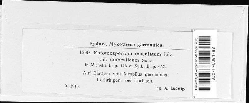 Entomosporium maculatum var. domesticum image