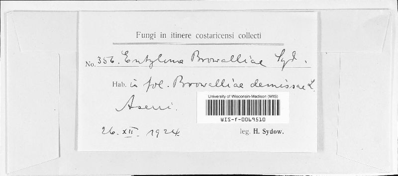 Entyloma browalliae image