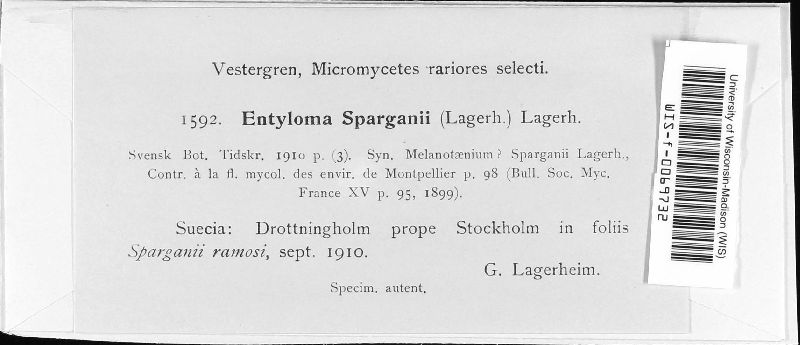 Entyloma sparganii image