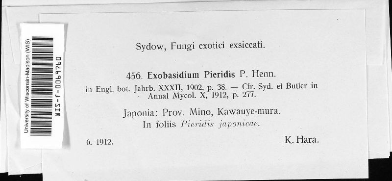 Exobasidium pieridis image