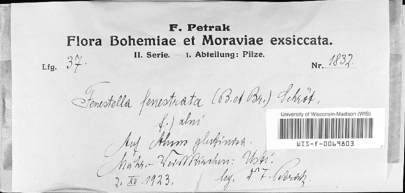 Fenestella fenestrata image