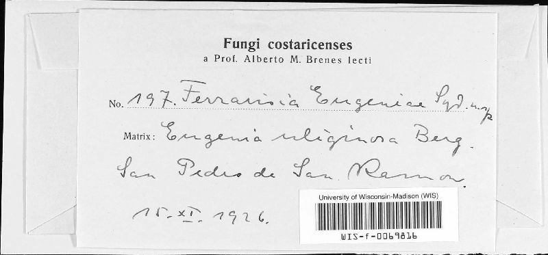 Ferrarisia eugeniae image