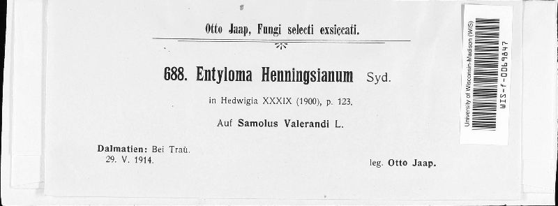 Entyloma henningsianum image
